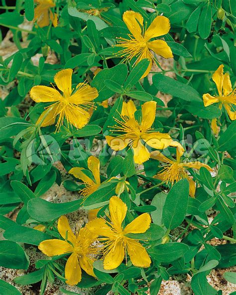 Hypericum perforatum Hierba de San Juan Hipérico