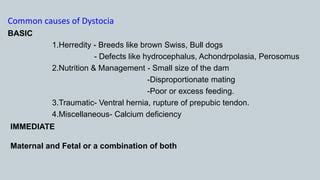 Vet obst lecture 7 Causes of dystocia in farm animals | PPT