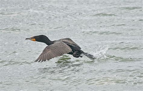 F9d5459 Double Crested Cormorant San Francisco Ca Douglas Begle