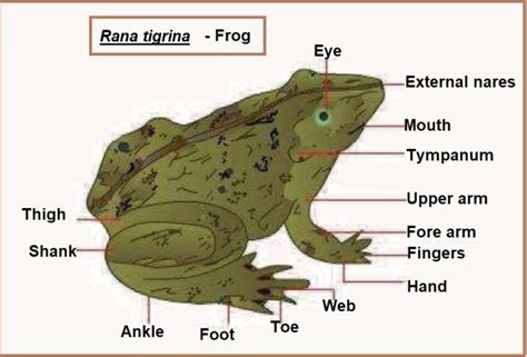 Frog- Rana tigrina (Amphibian) Archives - PCSSTUDIES