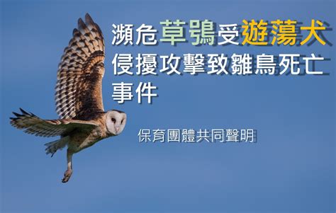 【瀕危草鴞受遊蕩犬侵擾攻擊致雛鳥死亡事件】共同聲明 社團法人中華民國野鳥學會