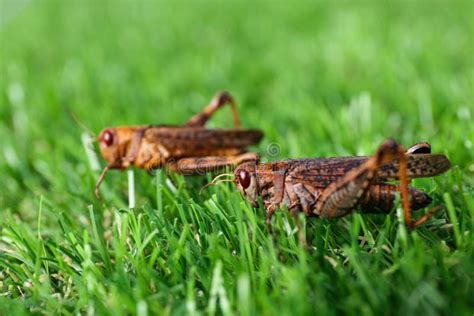 Brown Grasshoppers On Lawn Outdoors Wild Insect Stock Image Image Of Wildlife Insect 205672903