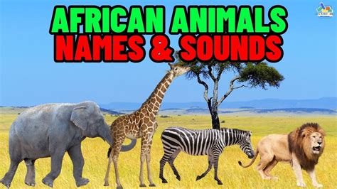 African Animals Names And Sounds For Kids Kidsvideo Animalsvideo