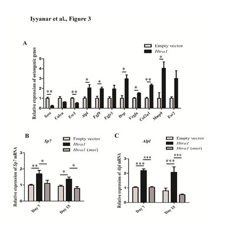 Htra Regulates The Expression Of Osteogenesisrelated Genes During