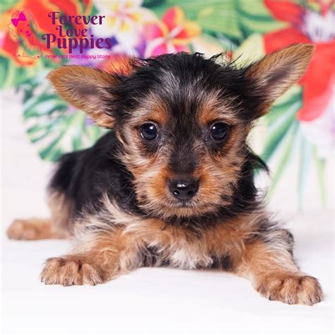 Yorkshire Terrier Puppies for Sale | Forever Love Puppies