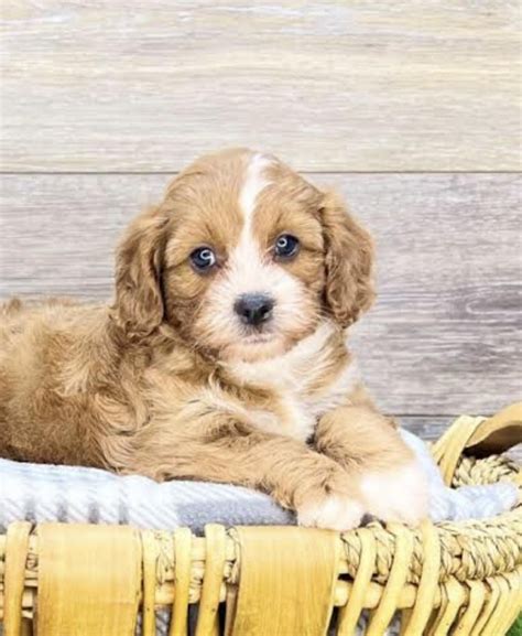 anybody else’s pup look like this? : r/CavaPoo