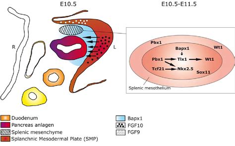 Figure 1 From Fetal Spleen Development The Ride Toward Multiple