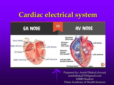 Cardiac electrical system