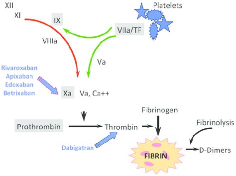 Coagulation Cascade Anticoagulants