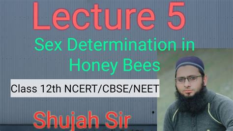 Haplodiploidy Mechanism Of Sex Determination In Honey Bees Lec Cbse