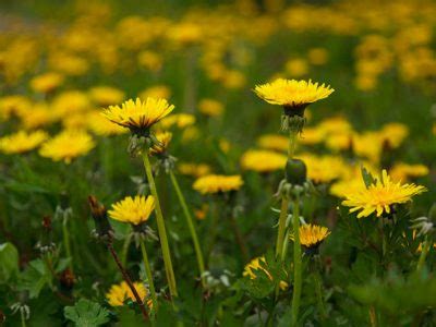 Dandelion Weeds (Dandelions) | Lawn Weeds in Northeast Ohio