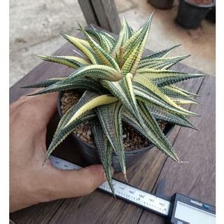 มาเวยนดาง Haworthia limifolia marloth กระถาง 4 นว Shopee Thailand