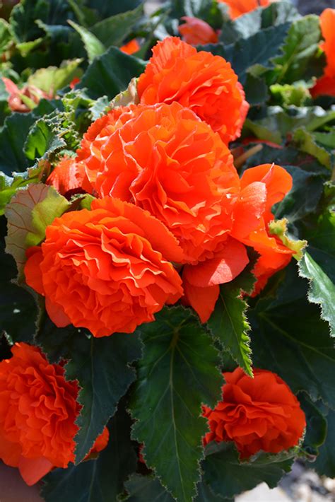 Nonstop Orange Begonia Buchanan S Native Plants