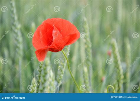 Papoila Vermelha X Rhoeas X Do Papaver No Campo De Trigo No