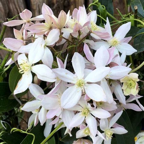 Evergreen Clematis Markeaton Garden Centre