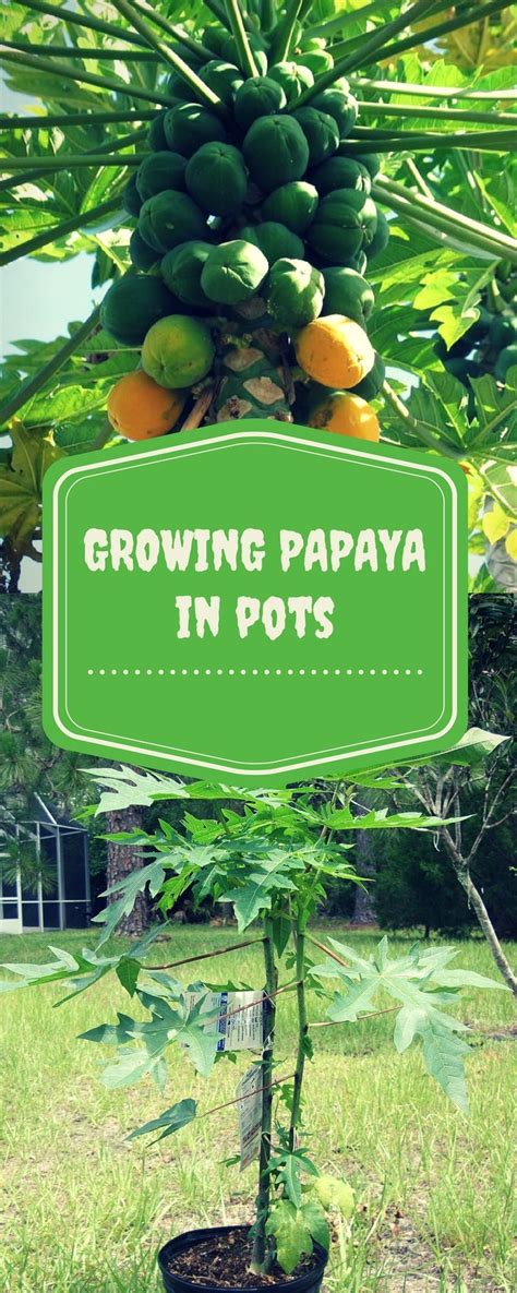 How To Grow Papaya Tree From Seeds In A Pot Papaya Tree Papaya Plant