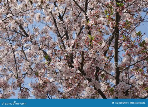 Sakura in japanese garden stock photo. Image of cherry - 172158648