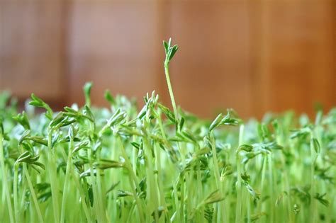 Lentejas Planta Como Plantar Una Lenteja En Casa En Macetas