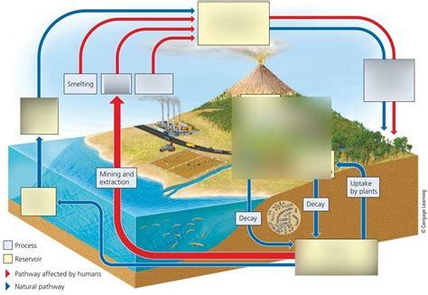 Sulfur Cycle Diagram | Quizlet