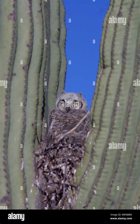 Saguaro cactus make good bird nests hi-res stock photography and images ...