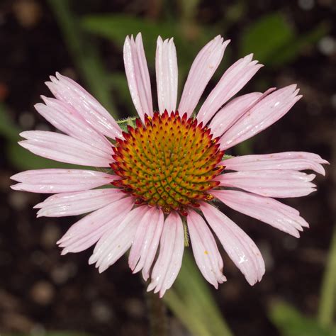 Echinacea Angustifolia Earthsong Seeds