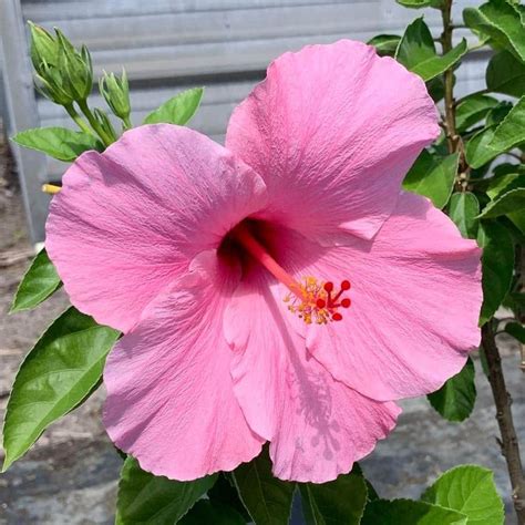 OnlinePlantCenter 3 Gal Seminole Pink Tropical Hibiscus Flowering