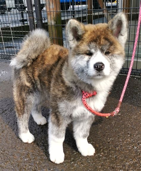 あきほ秋田犬保存会 秋田犬会館 On Twitter 秋田犬 子犬 日本の秋田犬