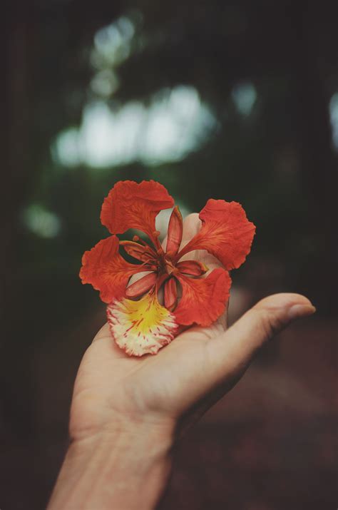 Fotos gratis mano flor hoja pétalo florecer rojo color