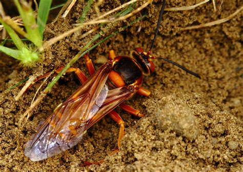 Giant Cicada Killer Wasp 2 by natureguy on DeviantArt