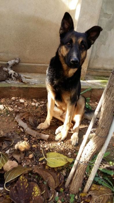 Satur Perro Adoptado En Novelda Alicante Bamb Difunde