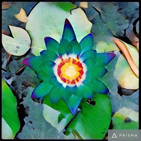 Udnie 18 40 Prisma Effects X 40 Painterly Photo Editing App