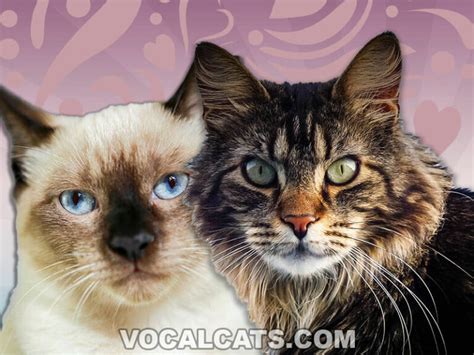 Maine Coon Siamese Mix Complete Guide Vocal Cats