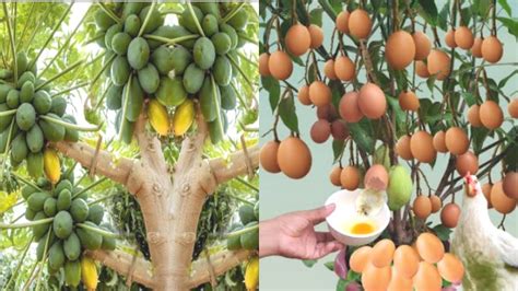 Air Layering Mango Grafting Plants Simple Method Grafting Mango Tree