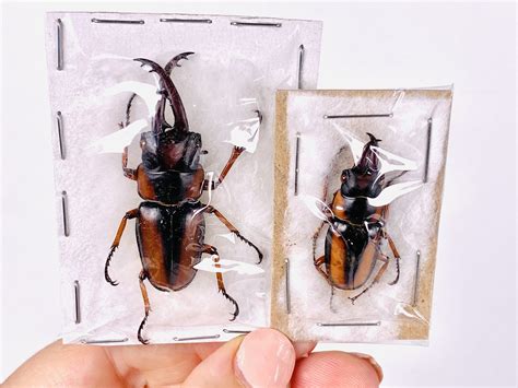 African Stag Beetle Prosopocoilus Savagei Unmonted For Etsy