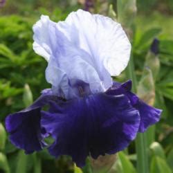 Tall Bearded Iris (Iris 'Over Alaska') in the Irises Database - Garden.org