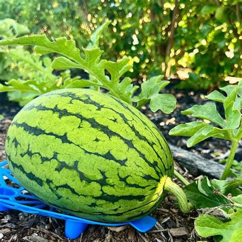 How To Grow Watermelons From Seeds Planting Watermelon Seeds Balcony Garden Web