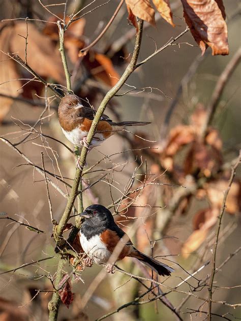 Eastern Towhee Couple Photograph By Julie Barrick Fine Art America