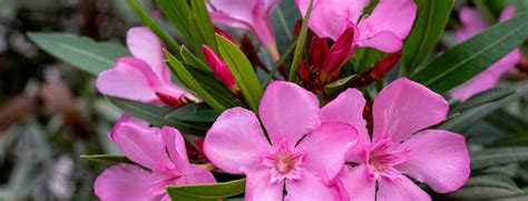 Oleander Snoeien Waarom Wanneer En Hoe MOOWY