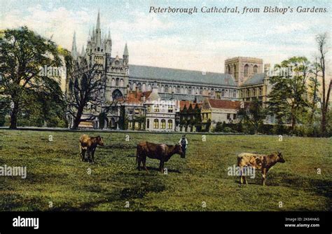 Carte Postale Cath Drale De Peterborough Banque De Photographies Et D