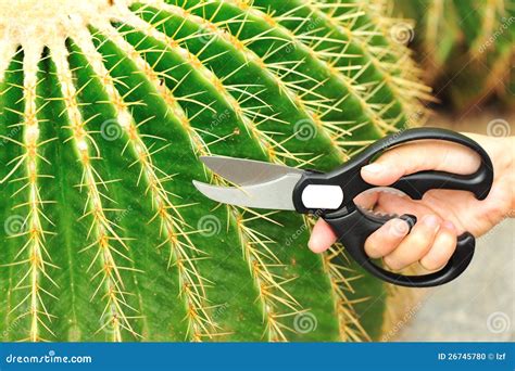 Cut Cacti Thorn Stock Photo Image Of Prune Pear Tool 26745780