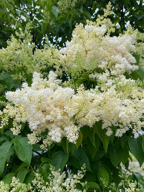 Syringa Reticulata 'ivory Silk' Ivory Silk Japanese Tree Lilac Live ...