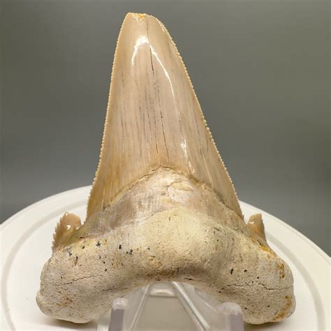 Carcharocles Auriculatus Shark Teeth For Sale