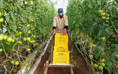 Eu Levanta Restricciones A La Importaci N De Tomate Mexicano Por Virus