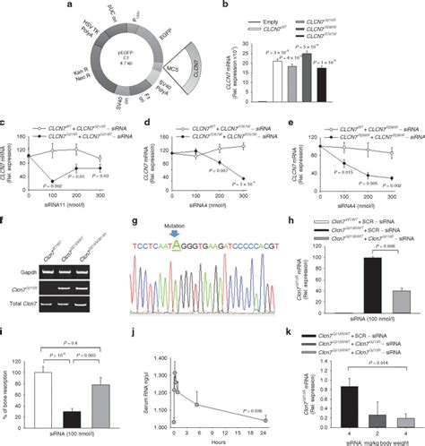 Effective Small Interfering Rna Therapy To Treat Clcn Dependent