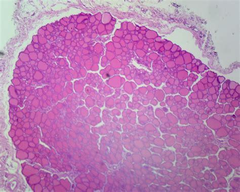 GSC International PS0291 Mammalian Simple Cuboidal Epithelium Longitudinal Section - Microscope ...