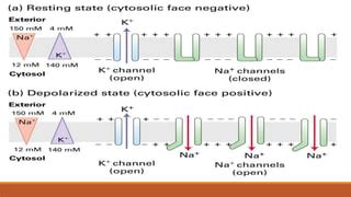 Structure and mode of action of synthetic Pyrethroids | PPT