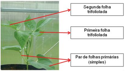 Fases do feijão o que fazer em cada etapa de cultivo