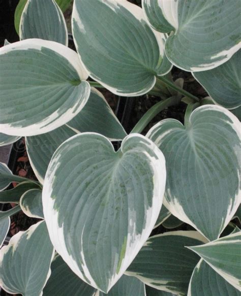 Hosta 'El Nino' - specialist growers - Pépinière des Deux Caps