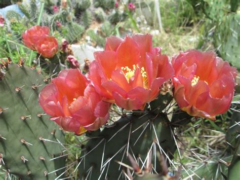 Opuntia Phaeacantha Cold Hardy Prickly Pear Cactus