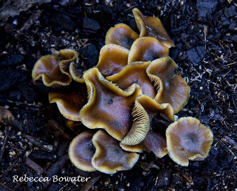 Understanding Of Psilocybe Cyanescens Wavy Caps Fungushead